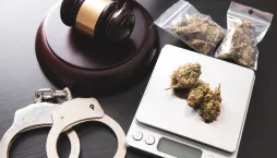 Pěstování máku a konopí: rostliny, které mohou být na zahradě legálně, ale jen za určitých podmínek