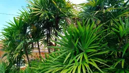 Nenáročná palma do každého bytu