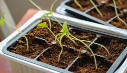 Předpěstování rostlin 