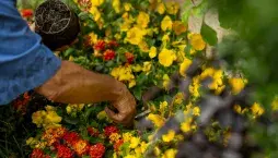 Květiny pro zdravé záhony 