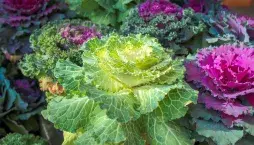 Pěstování kapusty