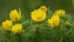 hlaváček jarní (Adonis vernalis)