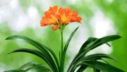 Množení pokojovek dělením: Klívie od přerostlého trsu po nové rostliny