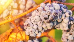 Vedení vinné révy