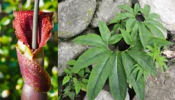 Užovník nící, vúdú lilie (Sauromatum venosum) 