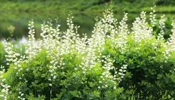 Málo známé trvalky