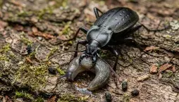 Střevlík zahradní 