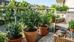 Borůvky na balkoně 