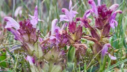 podivná jména rostlin