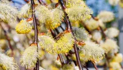 Převislá vrba jíva