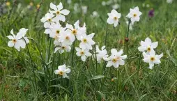 Narcis bílý (Narcissus poeticus)