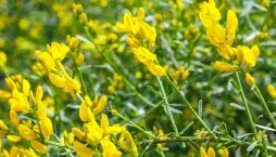 Kručinka lydijská (Genista lydia) 