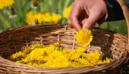 Využití pampelišek