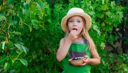 Zapomenuté jedlé keře: Dřín, muchovník, aronie a další staré odrůdy na fotografiích