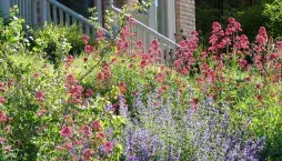 Nejdéle kvetoucí trvalky 