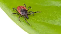 Jak na klíšťata pomocí domácího repelentu