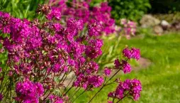 Smolnička obecná (Lychnis viscaria)