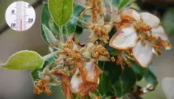 Co umí jarní mrazíky a jak před nimi ochránit ovocné stromy