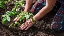 Pěstování rajčat a paprik