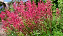 Dlužicha krvavá (Heuchera sanguinea) 