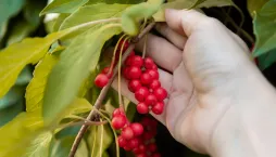 Schisandra čínská