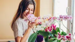 Hnojivo na orchideje