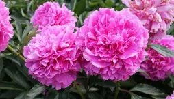 Pěstování pivoněk