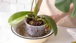 Vypěstování orchideje