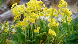 Prvosenka vyšší (Primula elatior) 