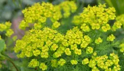 Pryšec chvojka (Euphorbia cyparissias) 