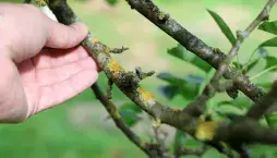 Ochrana ovocných stromů