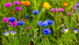 Přímý výsev letniček