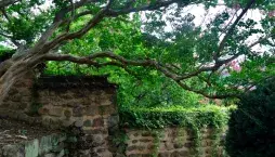 Jak zachránit strom