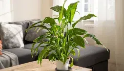 Zasychání listů pokojovek a správná péče o rostliny 