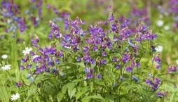 Hrachor jarní (Lathyrus vernus) 