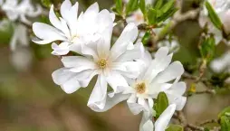Magnólie hvězdovitá (Magnolia stellata) 