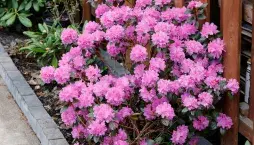  Odrůdy rododendronů v plné kráse: Inspirace pro vaši zahradu