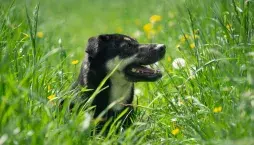 Klíšťata u psa: Nejčastější místa a správný postup odstranění