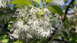 bělas viržinský (Chionanthus virginicus) 