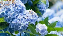 Chcete opravdu modrou hortenzii? Tohle rozhoduje o barvě květů víc než sazenice z obchodu