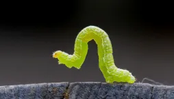 Škůdci na zahradě