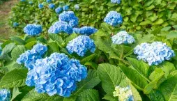 Péče o hortenzie
