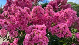 Okrasná dřevina pukol