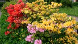 Japonské azalky: Inspirace z barevné zahrady