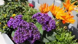  Jak pěstovat voňavý vanilkový keřík celé roky