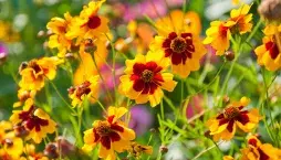 Krásnoočko dvoubarvé (Coreopsis tinctoria) 