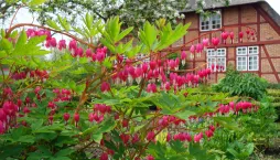 Srdcovka nádherná (Lamprocapnos spectabilis)