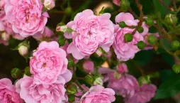 Pěstování růží