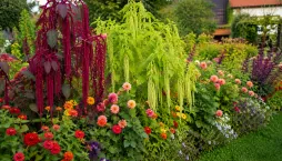 Laskavec neboli amarant (Amaranthus) 
