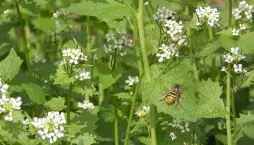 Česnáček lékařský (Alliaria petiolata) 